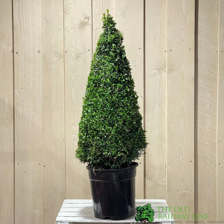Buxus Cone Topiary Plant 7.5Ltr Pot (NL)