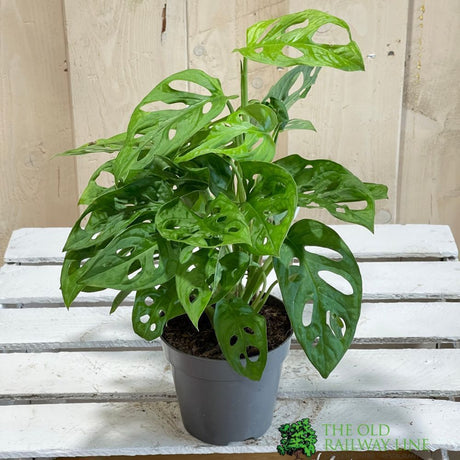 Monstera Obliqua 'Monkey Leaf' Houseplant 12cm Pot