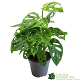 Monstera Obliqua 'Monkey Leaf' Houseplant 12cm Pot