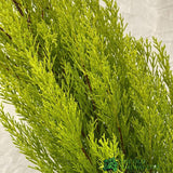 Cupressus Goldcrest 'Wilma' Pyramid 23cm Pot (NL)