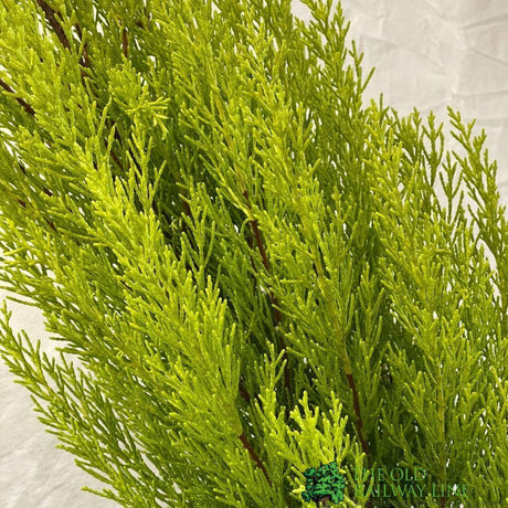 Cupressus Goldcrest 'Wilma' Pyramid 23cm Pot (NL)