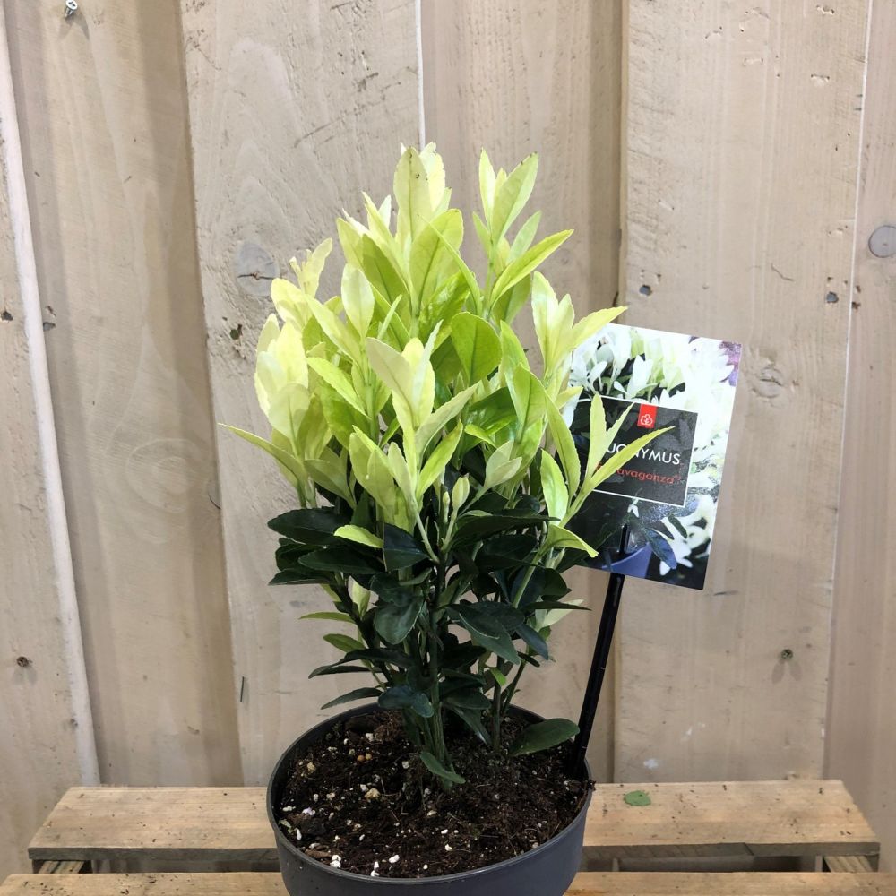 Euonymus japonicus 'Extravaganza' Plant 15cm Pot