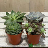 Echeveria Mixed Succulent Houseplant 8.5CM Pot