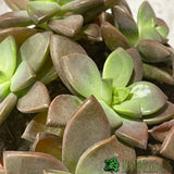 Echeveria Mixed Succulent Houseplant 8.5CM Pot