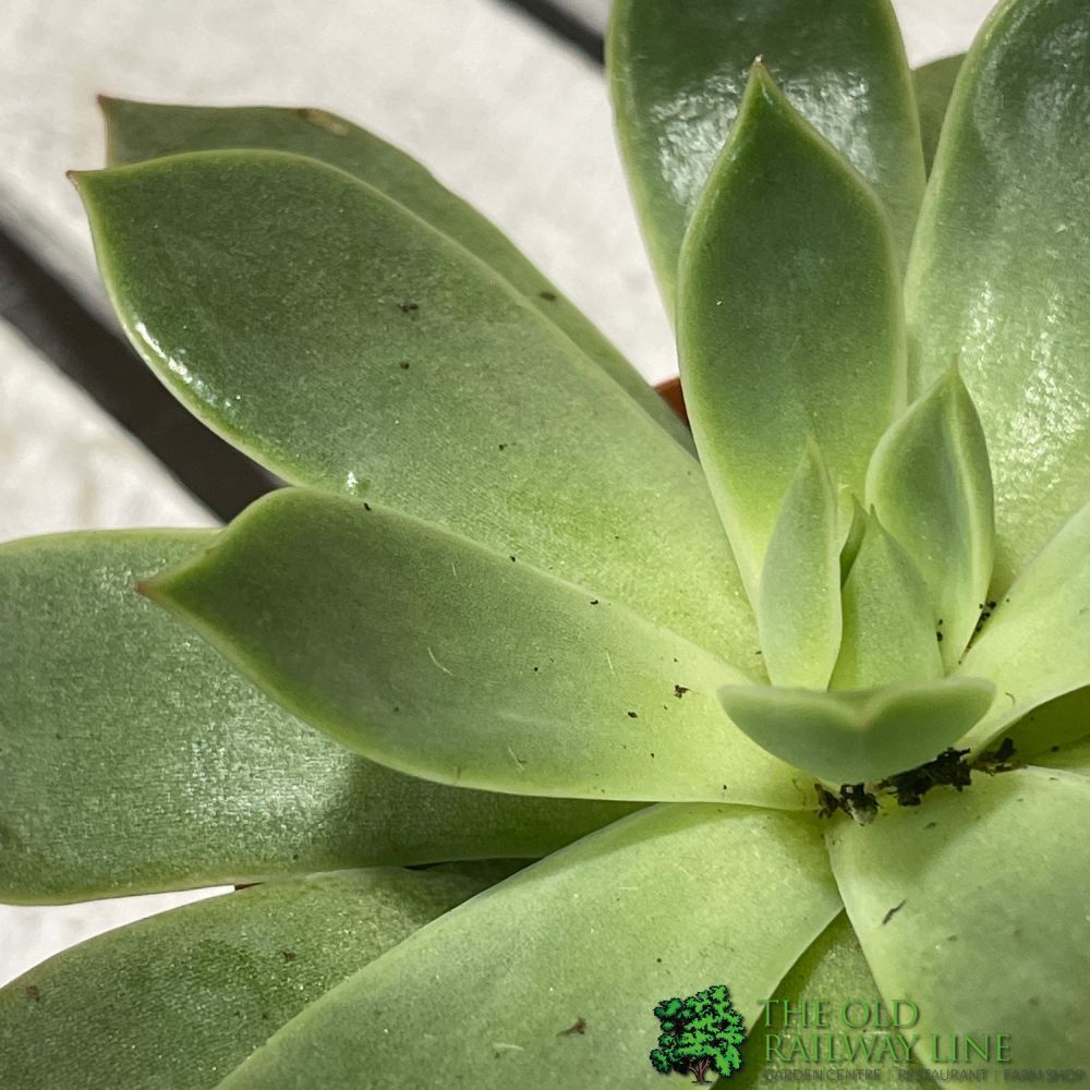 Echeveria Mixed Succulent Houseplant 8.5CM Pot