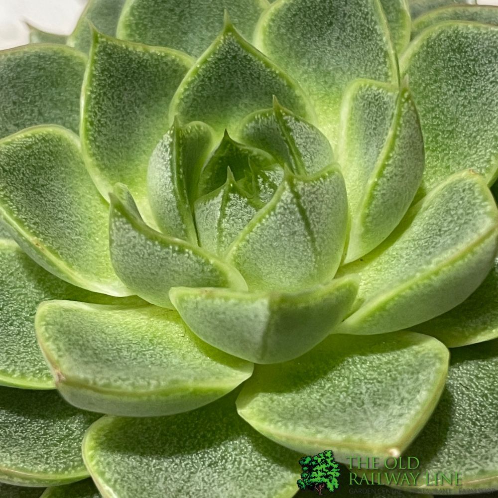 Echeveria Mixed Succulent Houseplant 8.5CM Pot