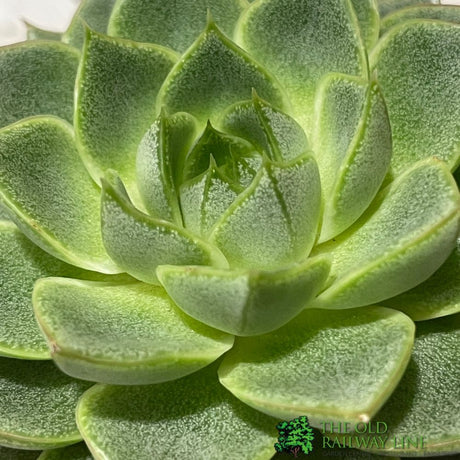 Echeveria Mixed Succulent Houseplant 8.5CM Pot