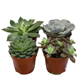 Echeveria Mixed Succulent Houseplant 8.5CM Pot