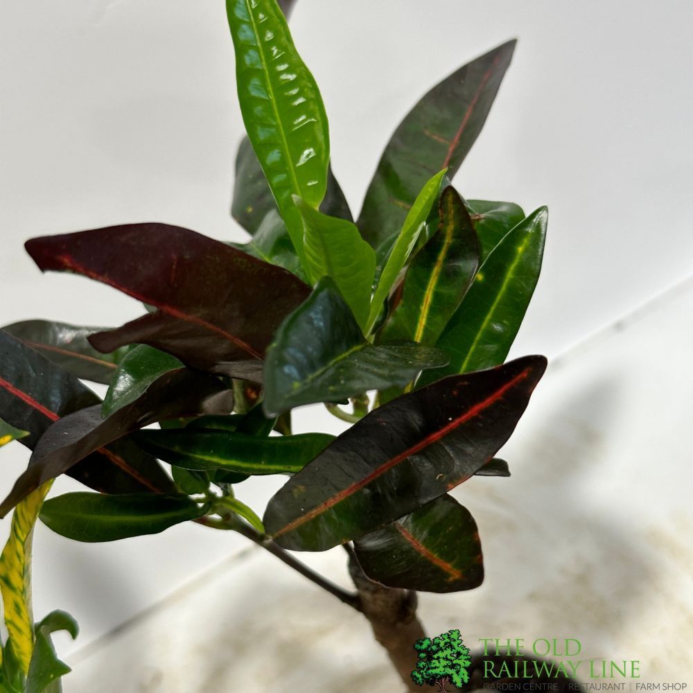 Codiaeum Mixed Variety Croton 6cm Pot