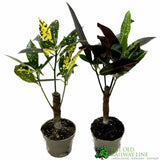 Codiaeum Mixed Variety Croton 6cm Pot