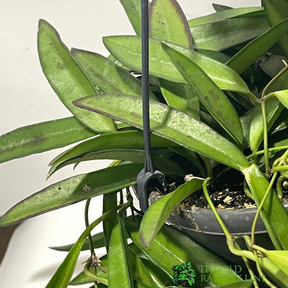 Assorted Hoya Trailing Houseplant - 14cm Pot (Choice of 2)