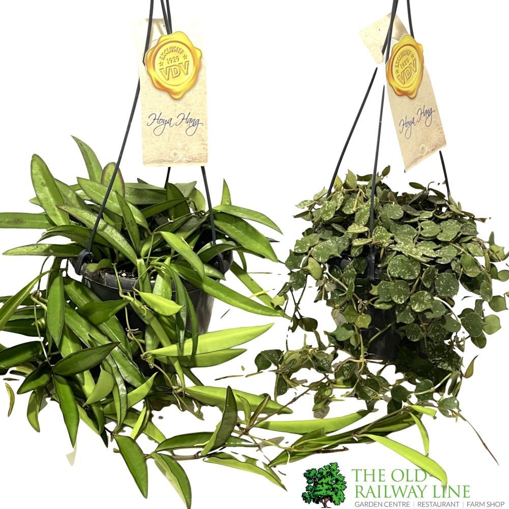 Assorted Hoya Trailing Houseplant - 14cm Pot (Choice of 2)