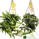 Assorted Hoya Trailing Houseplant - 14cm Pot (Choice of 2)