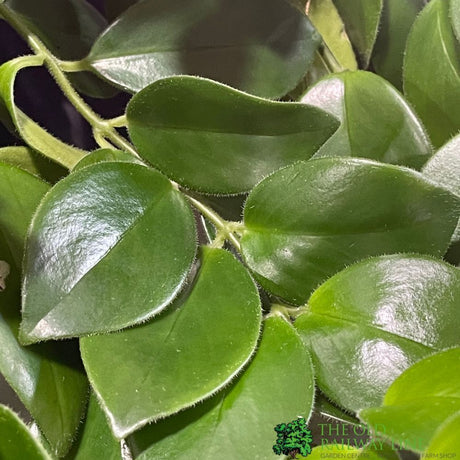 Aeschynanthus 'Mona Lisa' Hanging Houseplant 15cm Pot