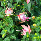 Fuchsia Assorted Variety 19cm Pot - 2 for £20