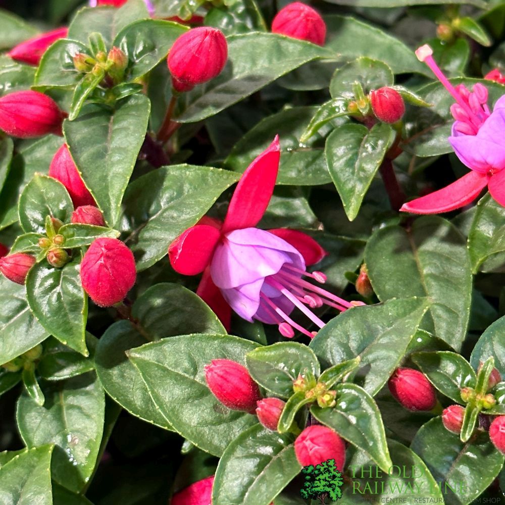 Fuchsia Assorted Variety 19cm Pot - 2 for £20