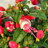 Fuchsia Assorted Variety 19cm Pot - 2 for £20
