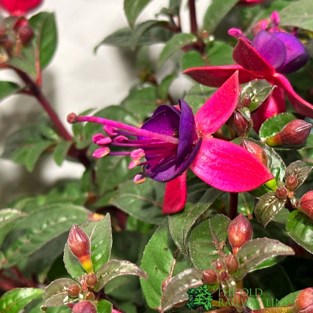 Fuchsia Assorted Variety 19cm Pot - 2 for £20