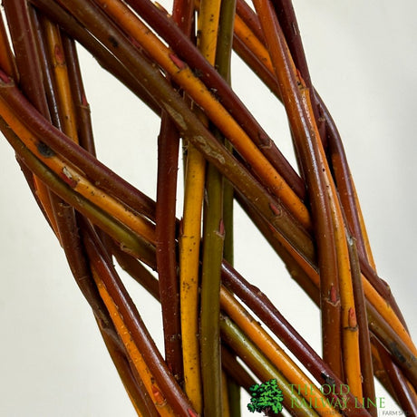 Salix Hybrid Living Braided Willow Sculpture Mixed Stem 15cm Pot (NL)
