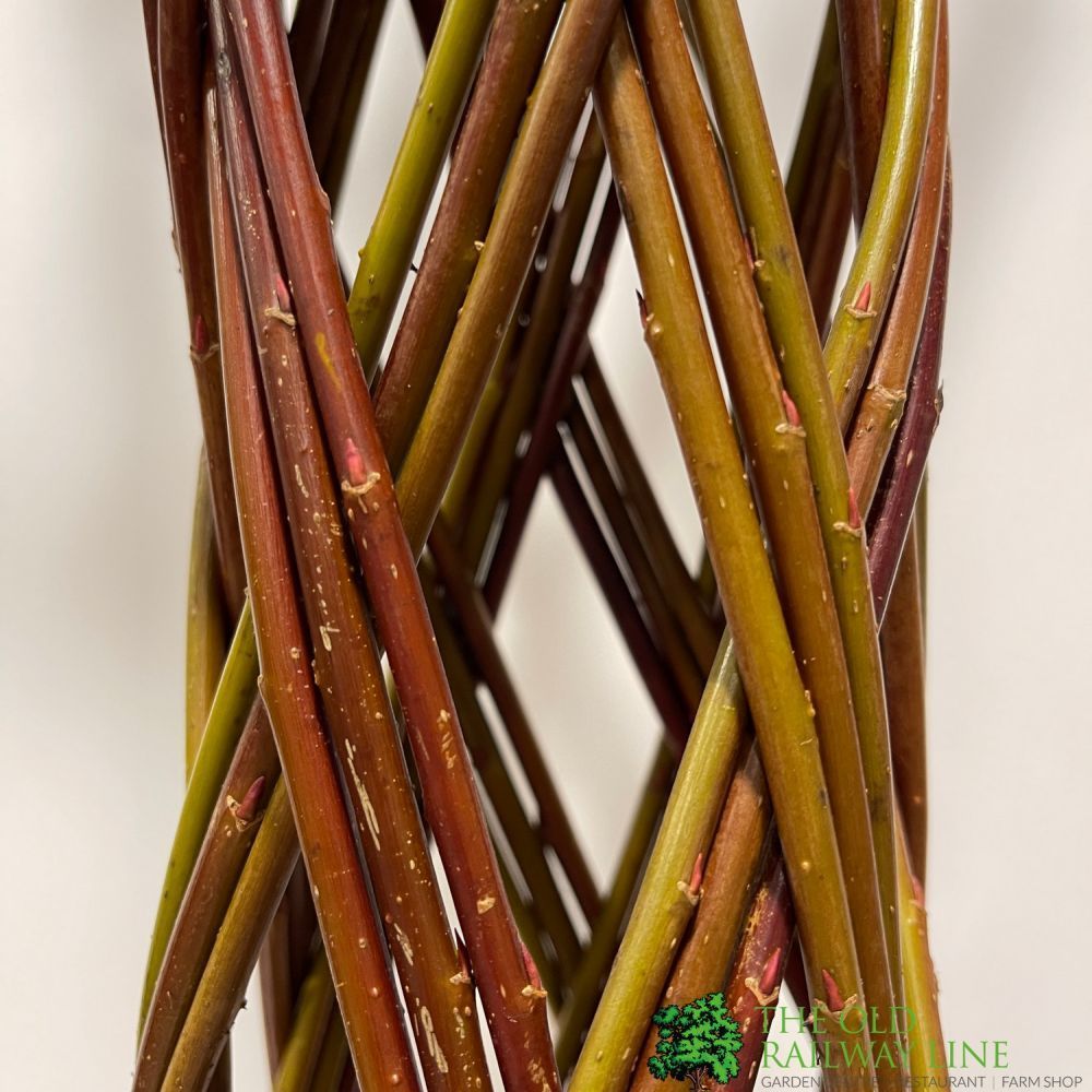 Salix Hybrid Living Braided Willow Sculpture Dark Stem 80cm 19cm pot (NL)