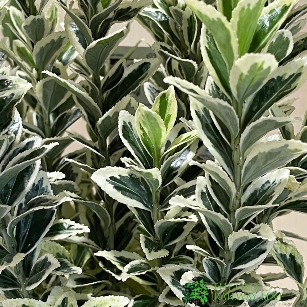 Euonymus 'White Spire' 3Ltr Pot