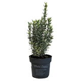 Euonymus 'White Spire' 3Ltr Pot