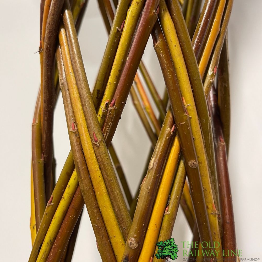 Salix Hybrid Living Braided Willow Sculpture Mixed Stem 150cm 29cm pot (NL)