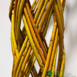 Salix Alba ‘Harlequin’ Living Braided White Willow Sculpture Light Stem 150cm 10 Litre pot