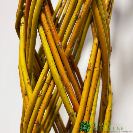 Salix Alba ‘Harlequin’ Living Braided White Willow Sculpture Light Stem 150cm 10 Litre pot