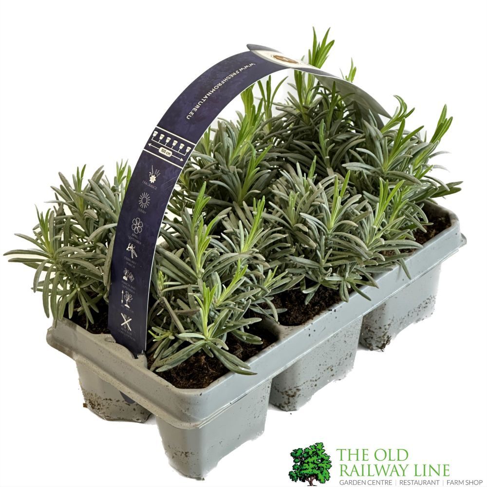 Lavandula Angustifolia 6 Pack