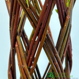 Salix Hybrid Living Braided Willow Sculpture Dark Stem 15cm Pot (NL)
