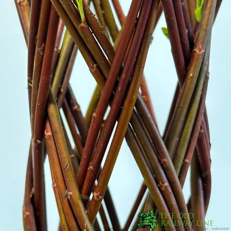 Salix Hybrid Living Braided Willow Sculpture Dark Stem 15cm Pot (NL)