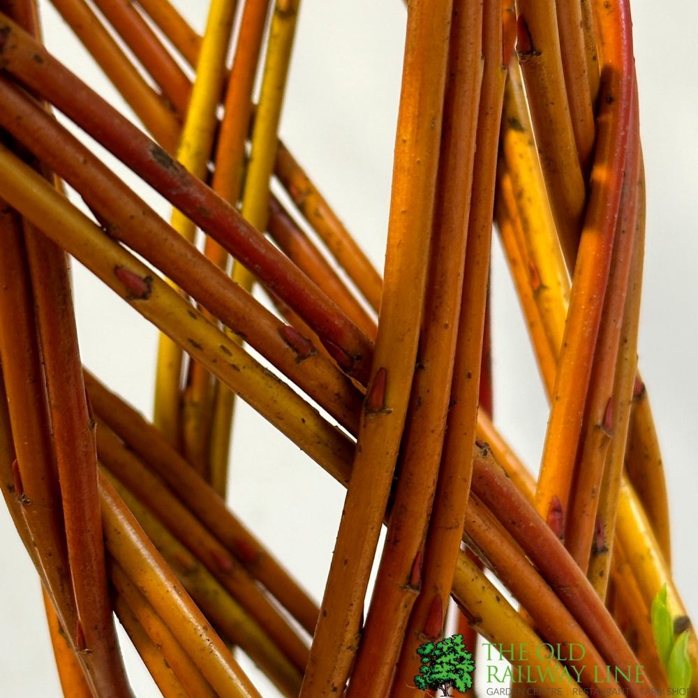 Salix Hybrid Living Braided Willow Sculpture Light Stem 15cm Pot (NL)