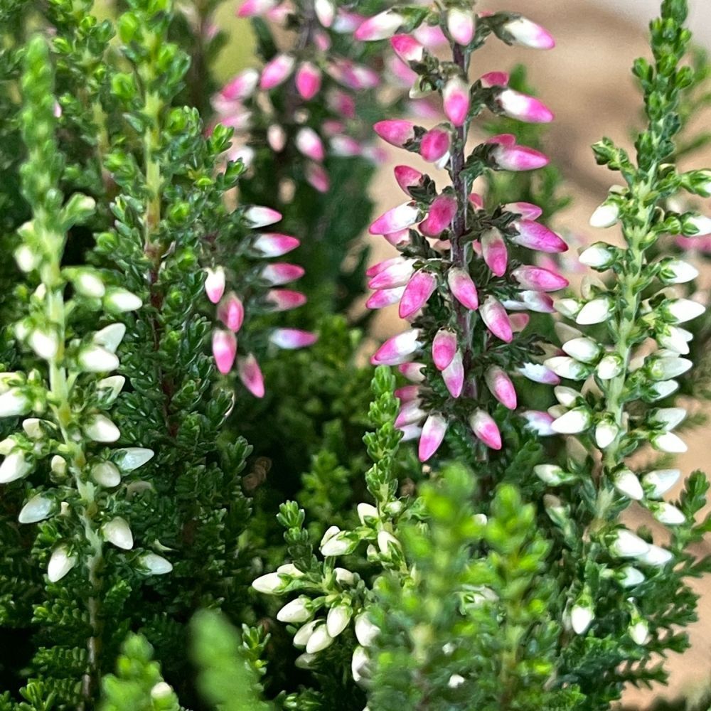 Calluna (Beauty Ladies Series) Trio of Mixed Heathers 11cm Pot (NL ...