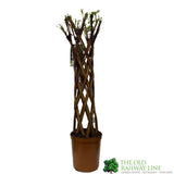 Salix Hybrid Living Braided Willow Sculpture Mixed Stem 80cm - 19cm pot