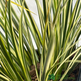 Acorus Grass Mixed Variety 17cm pot