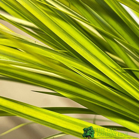 Acorus Grass Mixed Variety 17cm pot