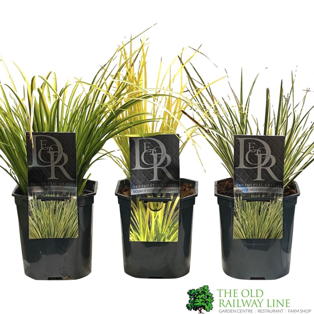 Acorus Grass Mixed Variety 17cm pot