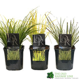 Acorus Grass Mixed Variety 17cm pot