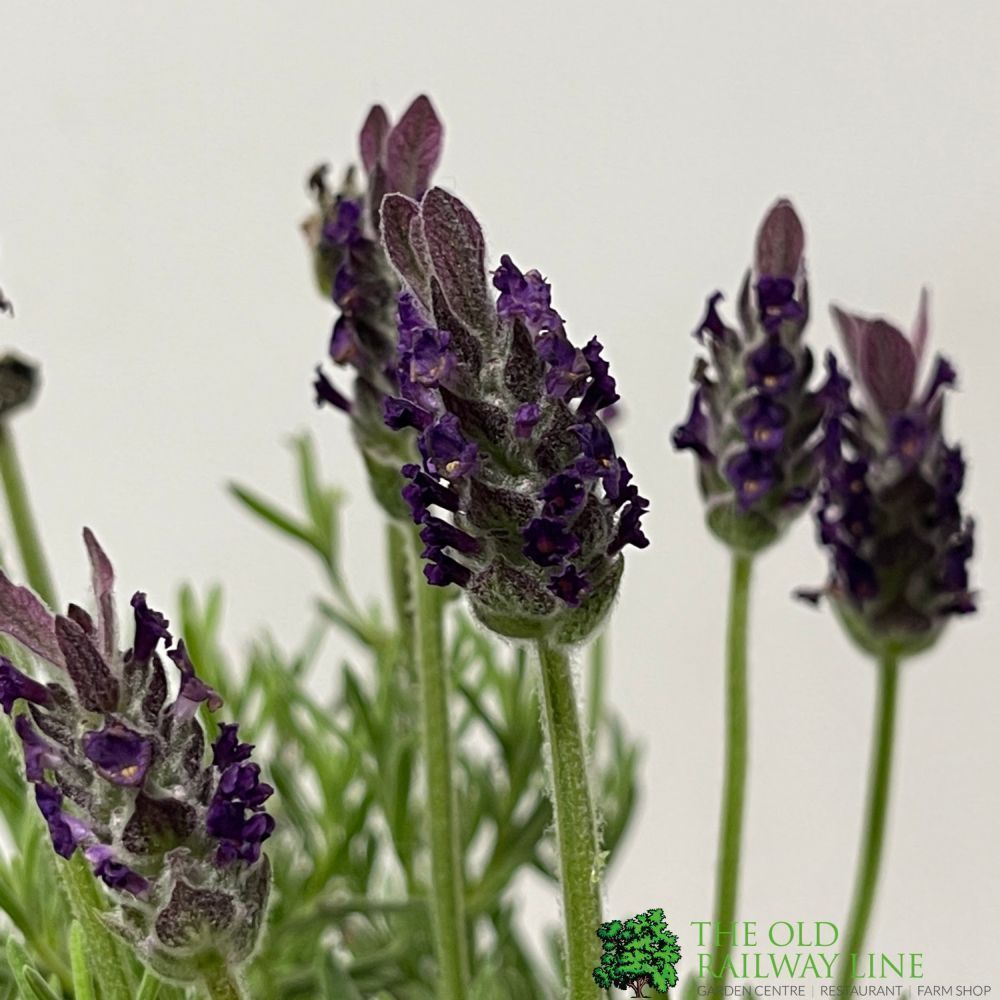 Lavandula Stoechas 'Anouk' Lavender Plant 12cm Pot