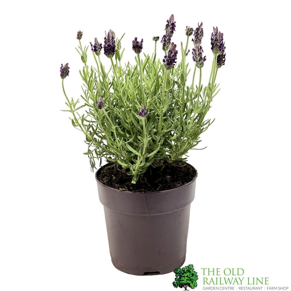Lavandula Stoechas 'Anouk' Lavender Plant 12cm Pot