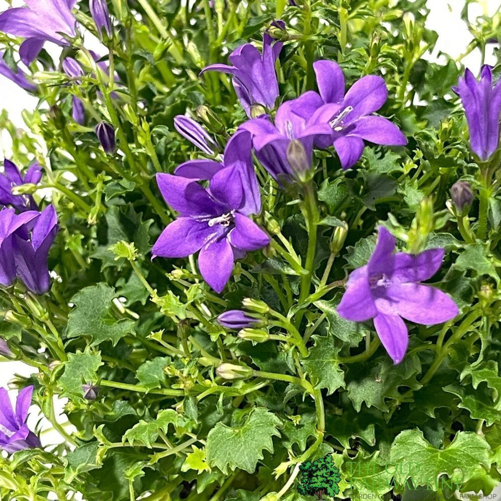 Campanula 'Ambella Intense Purple' 10.5cm Pot