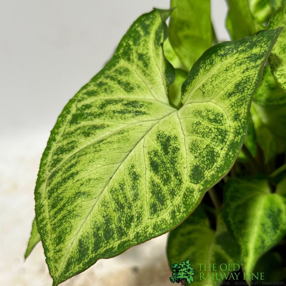 Syngonium 'Arrow' Arrowhead Vine 12cm Pot