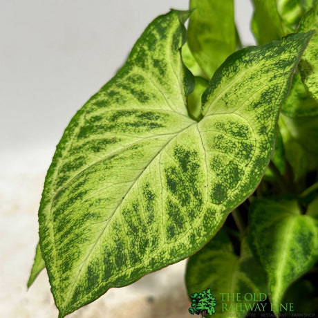 Syngonium 'Arrow' Arrowhead Vine 12cm Pot