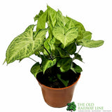 Syngonium 'Arrow' Arrowhead Vine 12cm Pot
