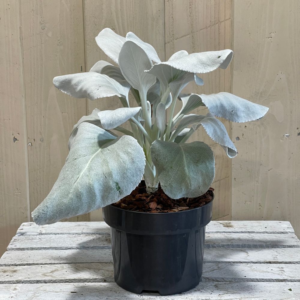 Senecio Candicans 'Angel Wings' Plant 17cm Pot (NL)