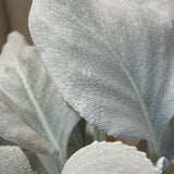 Senecio Candicans 'Angel Wings' Plant 17cm Pot (NL)