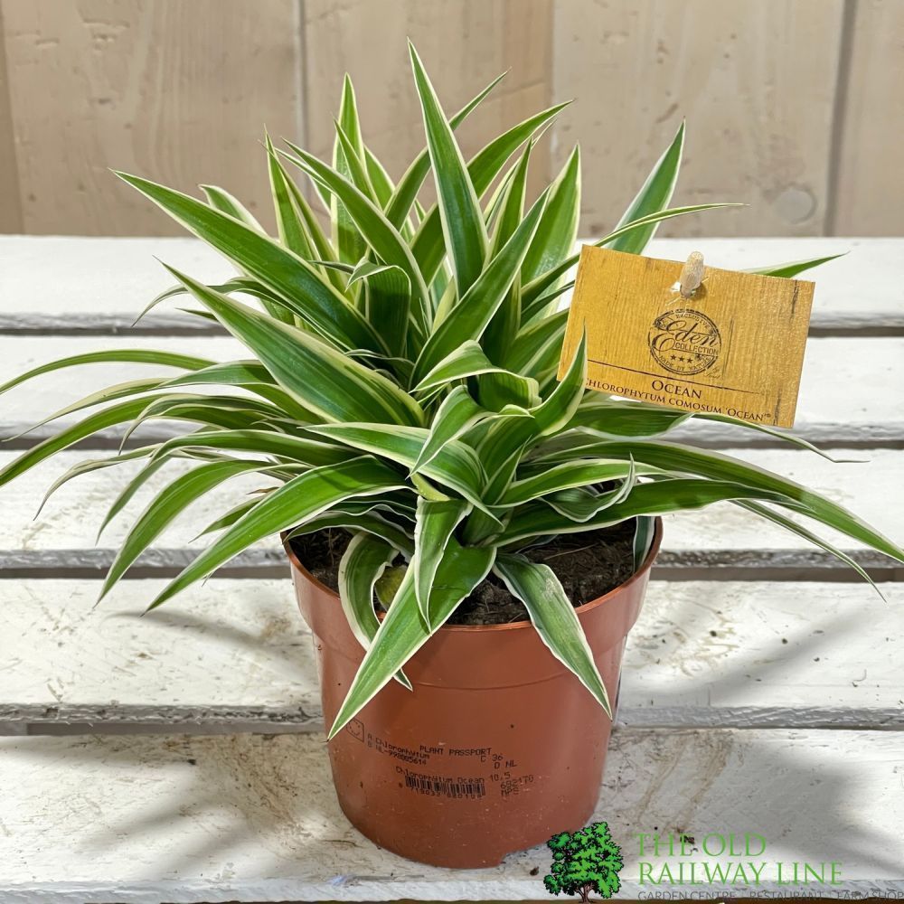 Chlorophytum 'Ocean' Houseplant 10.5cm Pot – Old Railway Line Garden Centre