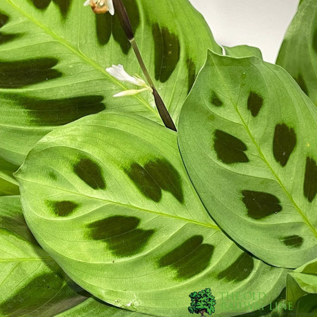 Maranta 'Kerchoveana' Prayer Plant Houseplant- 12cm Pot