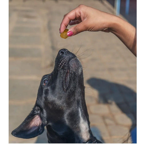 Dogsee 70g Mini Pops Dog Treats